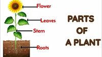 Fractions as Parts of a Set - Grade 2 - Quizizz