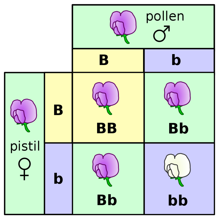 heredity-and-genetics-general-science-quiz-quizizz