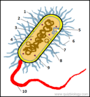 Bacteria Around Us