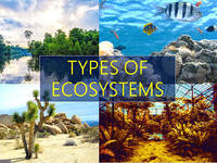 ecosystems - Class 3 - Quizizz