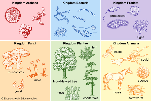 Taxonomy - Domains and Kingdoms Notes