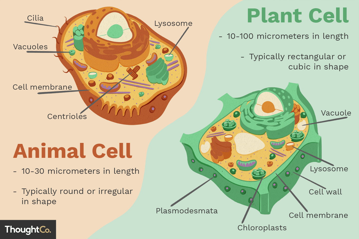 Cell Organelles & Functions
