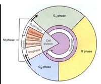 the cell cycle and mitosis - Year 6 - Quizizz