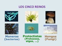 bacterias y arqueas - Grado 6 - Quizizz