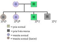 genetyka, słownictwo, genotyp i fenotyp - Klasa 3 - Quiz