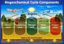 Biogeochemical Cycles