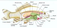 hệ thống tiêu hóa và bài tiết - Lớp 7 - Quizizz