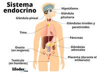 el sistema reproductivo - Grado 7 - Quizizz