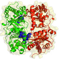 enzymes - Year 3 - Quizizz