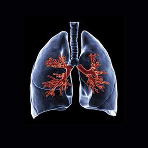 Respiratory System | 3K Plays | Quizizz