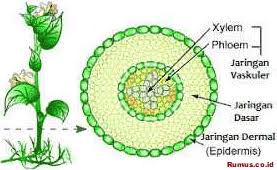 Jaringan yang berfungsi menyebarkan hasil fotosintesis keseluruh bagian tubuh tumbuhan adalah
