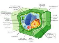 structure of a cell - Class 10 - Quizizz