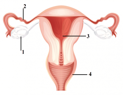 Hormon yang paling aktif sejak awal proses menstruasi pada wanita dewasa adalah hormon ….