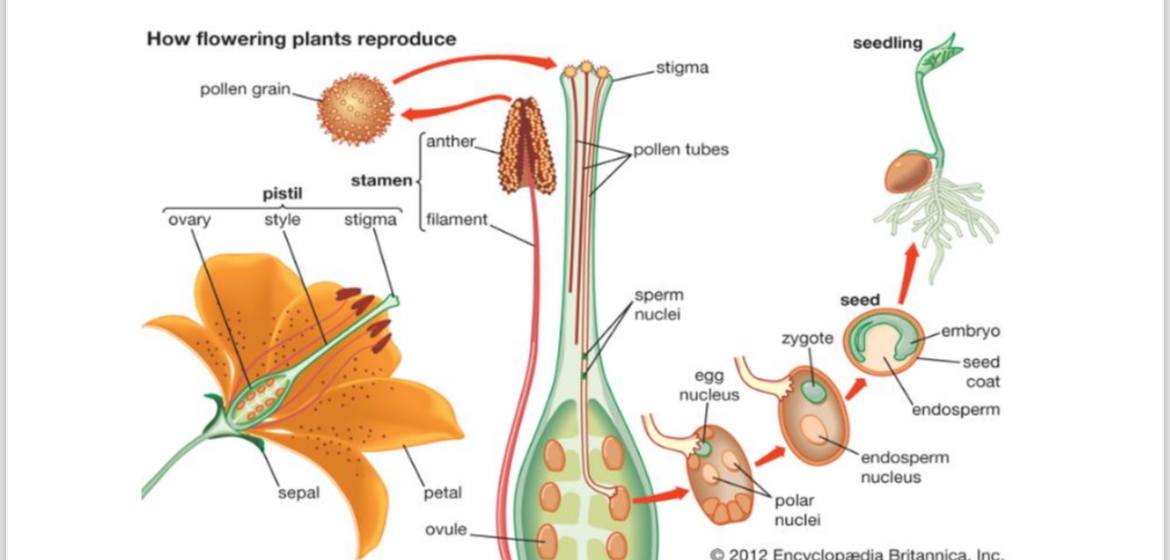 Biologi Kartu Flash - Quizizz