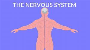 the nervous and endocrine systems - Class 4 - Quizizz