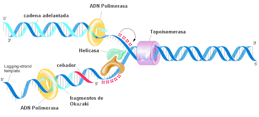 estructura y replicación del adn Tarjetas didácticas - Quizizz