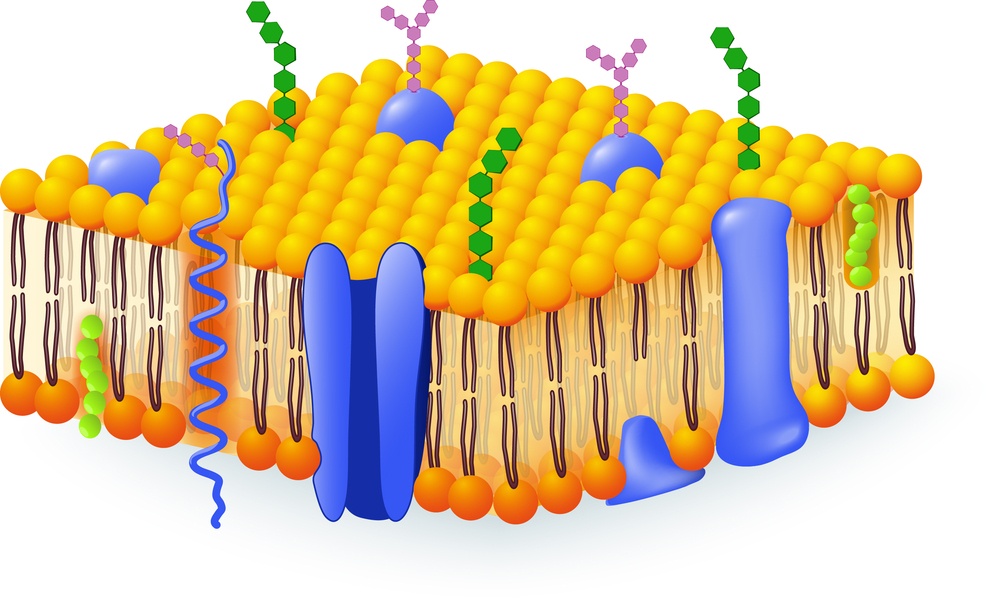 a membrana celular - Série 3 - Questionário