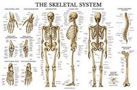 Medical Terminology - Year 8 - Quizizz