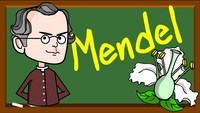 di truyền phi Mendel - Lớp 10 - Quizizz