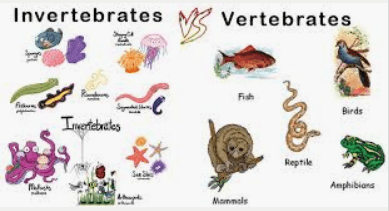 vertebrates invertebrates quizizz