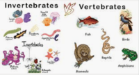 vertebrata dan invertebrata - Kelas 3 - Kuis