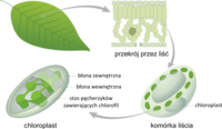 metabolizm Fiszki - Quizizz