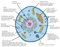 Cell Parts and Theory