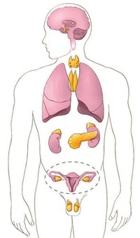 los sistemas nervioso y endocrino - Grado 7 - Quizizz