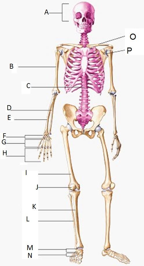 Skeletal system questions & answers for quizzes and tests - Quizizz