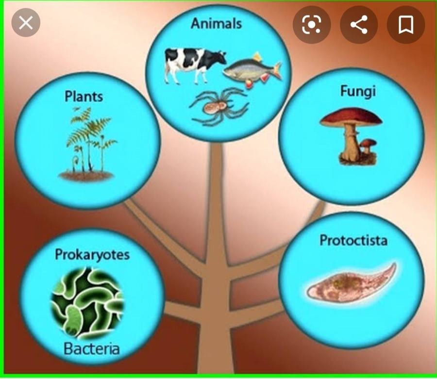 Penggolongan organisme dengan sistem klasifikasi filogenetik dilakukan berdasarkan kesamaan
