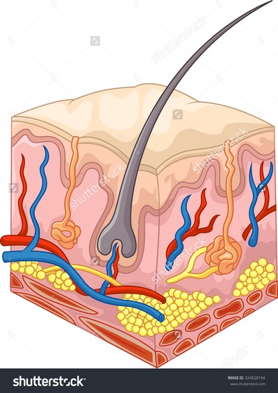 Skin and Excretory Systems | 61 plays | Quizizz