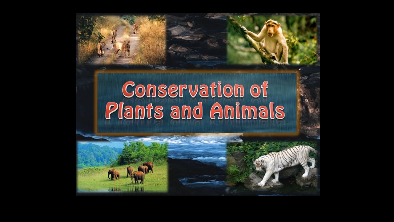 Conservation of plants and animals