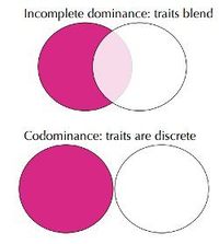 Incomplete dominance or codominance? Quiz - Quizizz