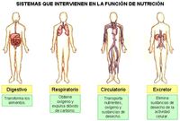 los sistemas digestivo y excretor Tarjetas didácticas - Quizizz