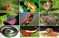 vertebrates and invertebrates - Year 7 - Quizizz