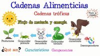 cadena de comida - Grado 3 - Quizizz