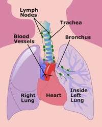 the circulatory and respiratory systems - Class 8 - Quizizz