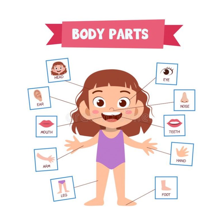 my-body-parts-quizizz