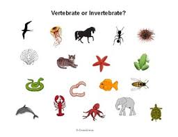 Vertebrates And Invertebrates Quiz - Quizizz