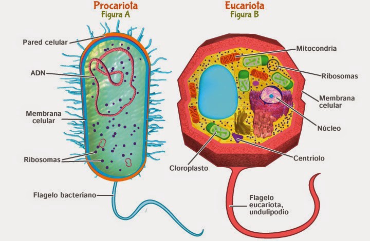 biologia roślin - Klasa 12 - Quiz