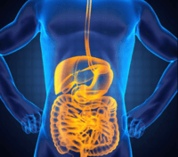 the digestive and excretory systems - Year 12 - Quizizz