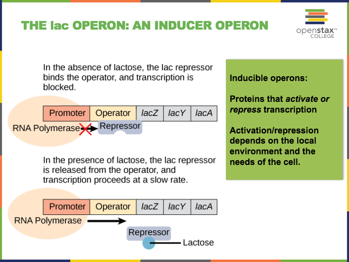 BIO111 Chp 16 Gene Expression questions & answers for quizzes and tests