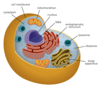 structure of a cell - Grade 1 - Quizizz