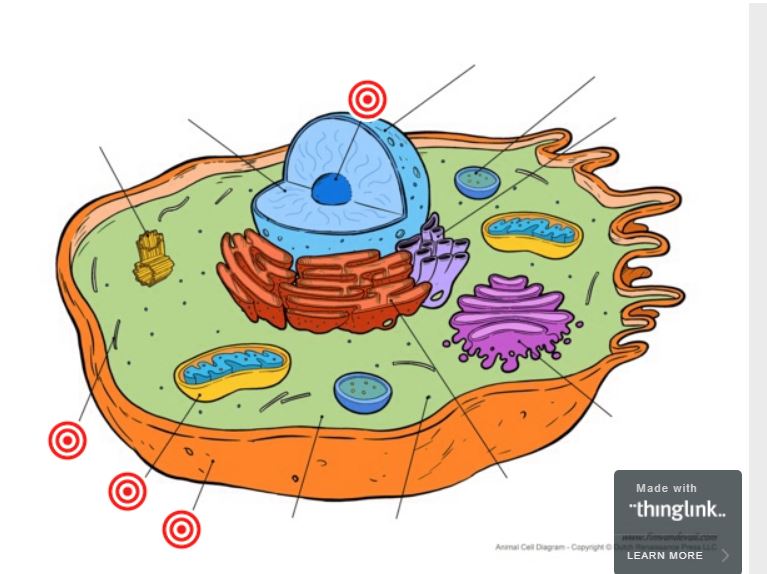 Quiz Week 2 Cells | Quizizz