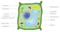 plant cell diagram - Grade 7 - Quizizz