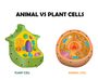 LESSON - Cell Organelles 