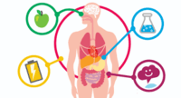 metabolismo - Grado 1 - Quizizz