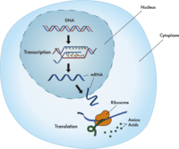 rna and protein synthesis - Grade 10 - Quizizz