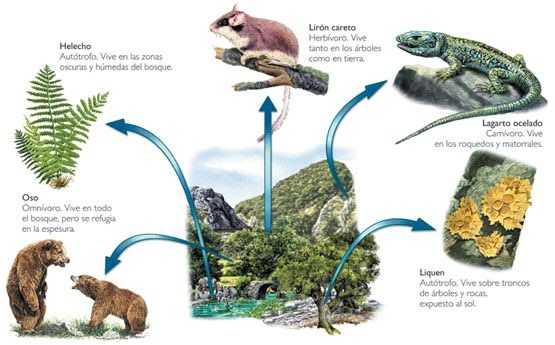 adaptaciones animales - Grado 5 - Quizizz