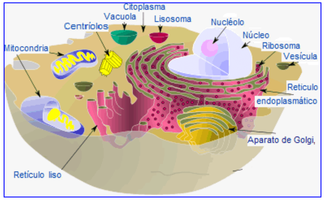 El ciclo celular y la mitosis. - Grado 9 - Quizizz